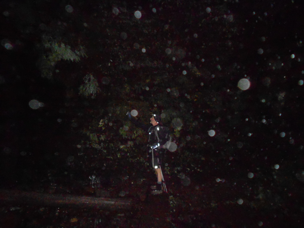 Upper Wahkeena Falls area and Mayhem