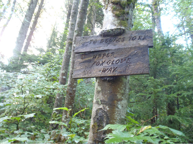 More junctions to navigate in the Foxglove trail system
