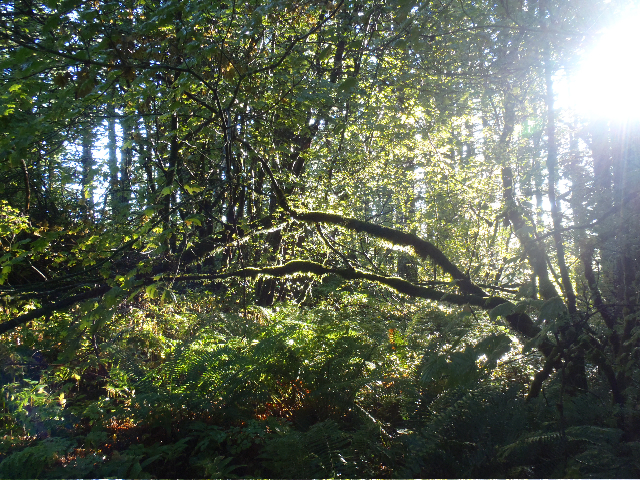On the way up to Devils Rest with sunrays
