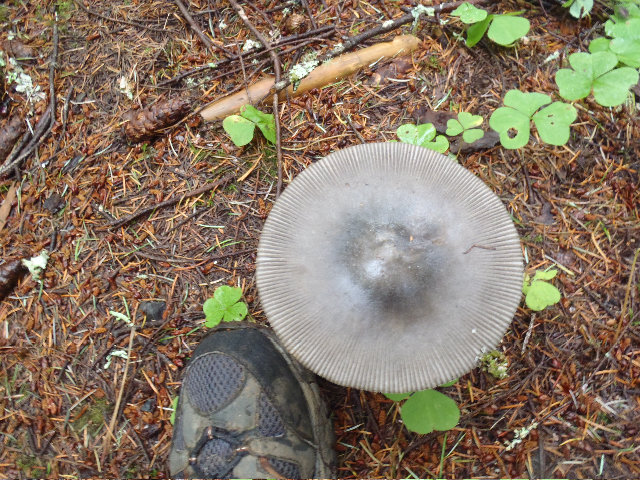 Shrooms -