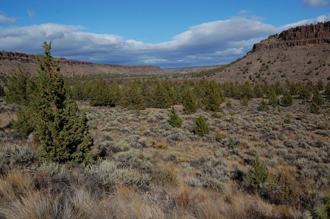 Typical landscape
