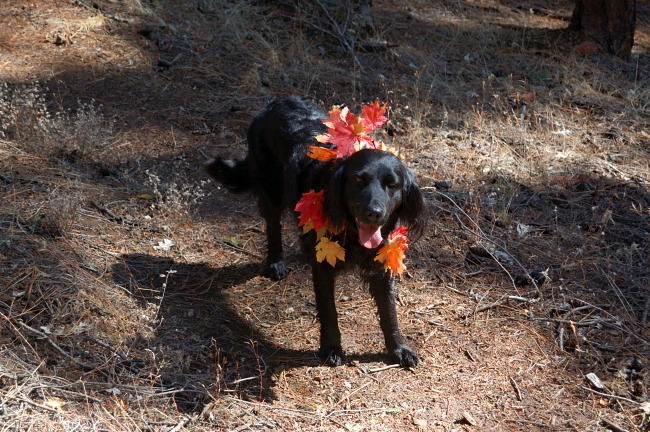 Some blaze orange for Pepper - I expected to see hunters on trail but saw none
