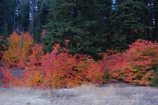 Maples along FR48. I don't know any trails in that area though.