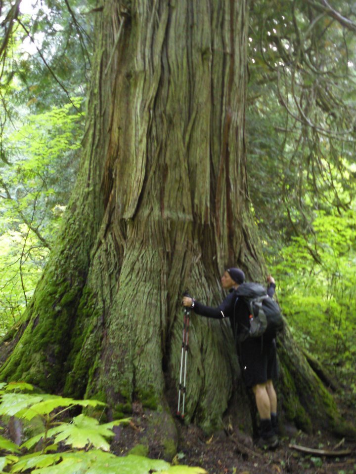 Thum showed us where a BIG cedar was!