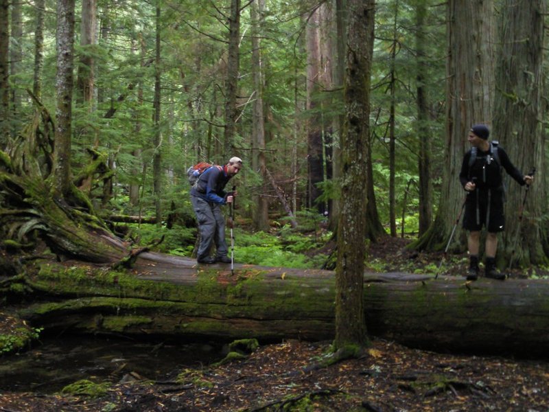 Cedar Swamp area still