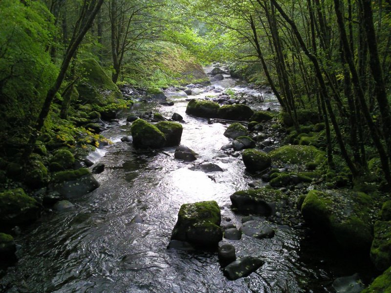 Herman Creek at the end of TH...