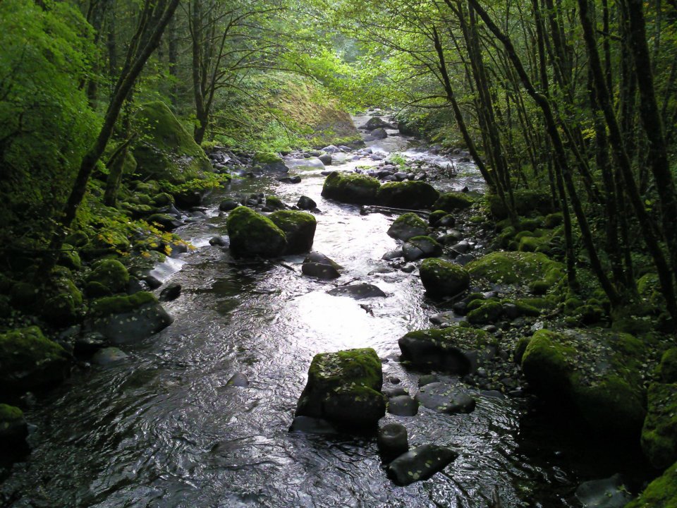 Herman Creek at the end of TH...