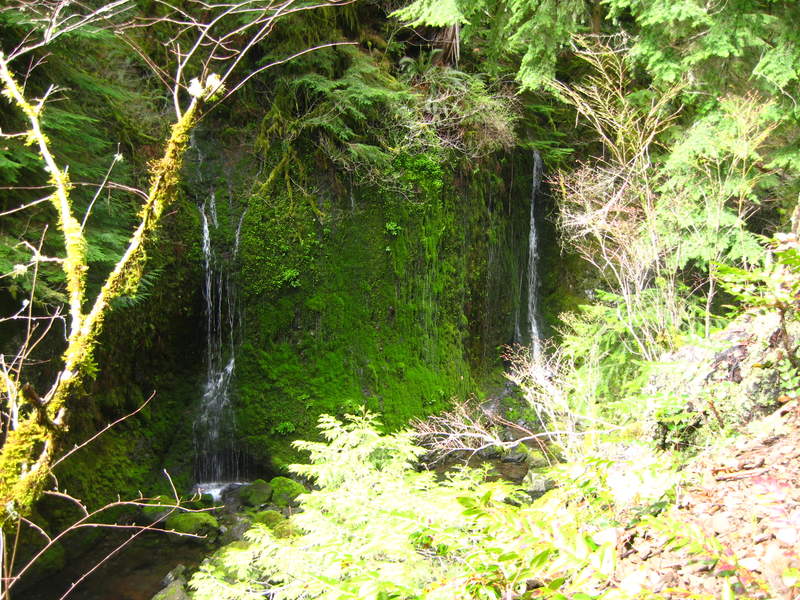 enchanted mossy drippy area