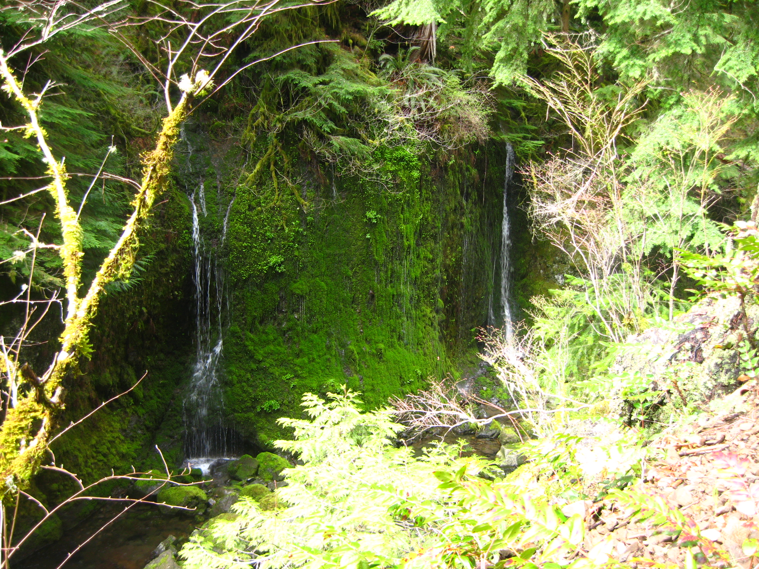 enchanted mossy drippy area