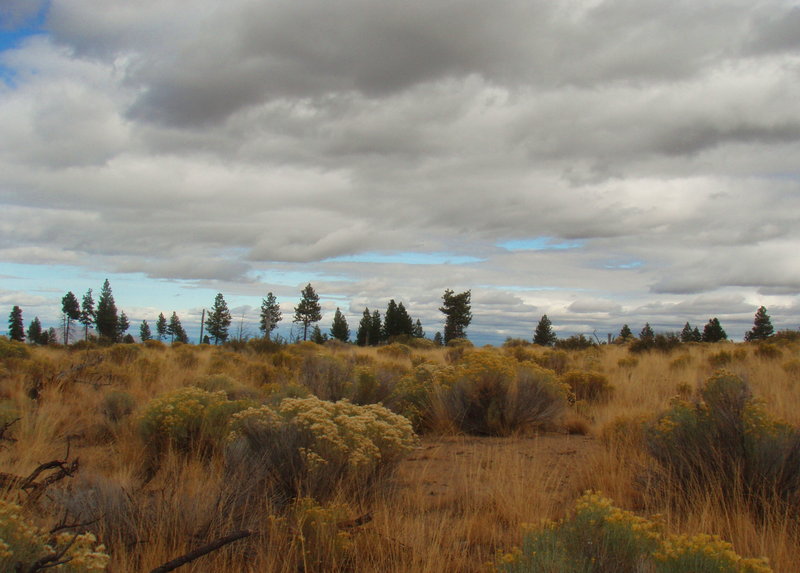 Fall color in the high desert