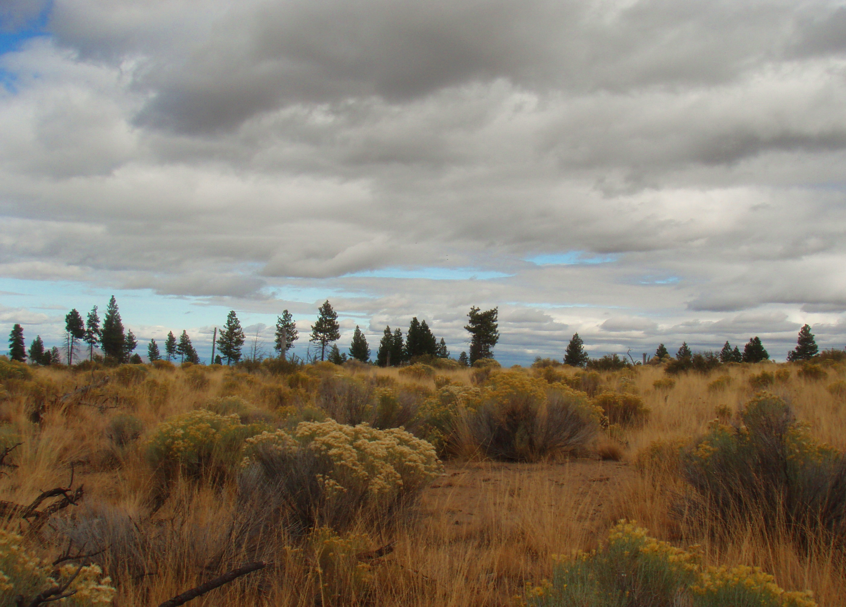 Fall color in the high desert