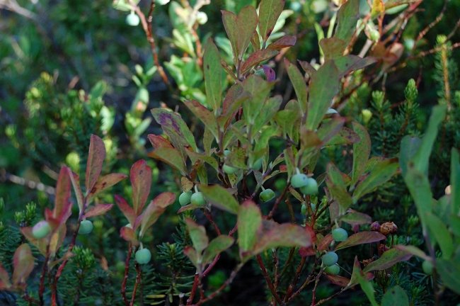 Some berries are still green