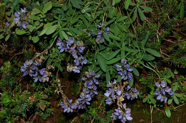 October lupine! Well, I shouldn't be surprised