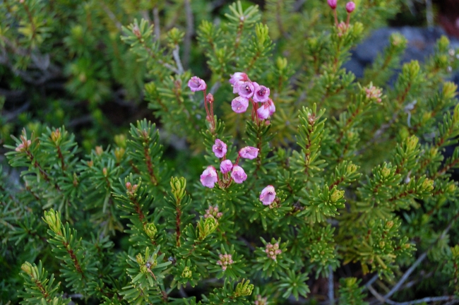 "Late" variety of heather