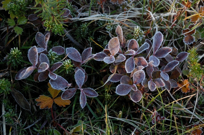 Frozen huckleberries on Monday morning
