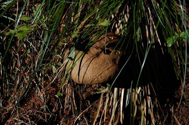 Since I decided NOT to pick them this time, mushrooms seemed to pop up every 10 yards