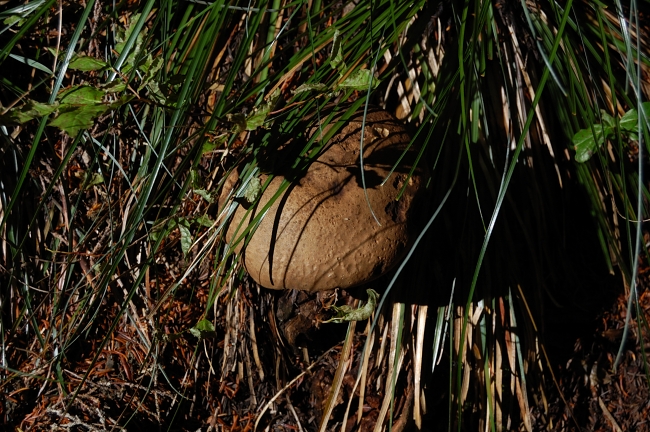 Since I decided NOT to pick them this time, mushrooms seemed to pop up every 10 yards