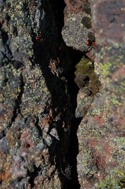 Insane amount of ladybugs preparing to wait off winter at the summit