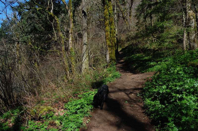 trail