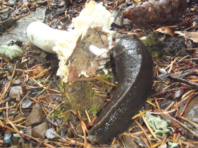 On Wyeth trail, slug found a Gene worthy 'shroom