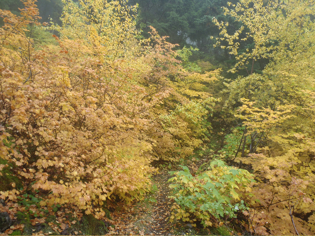 Yellow colors on Wyeth yet...