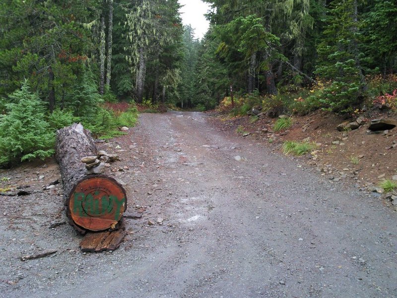 Thum's Rainy log pic