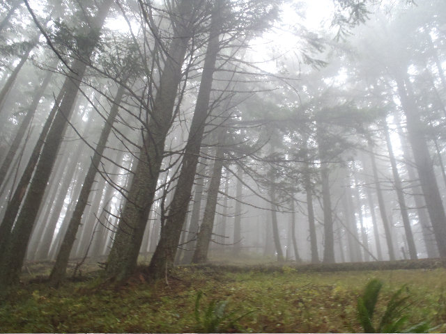 Surreal misty time. Heading down Nick Eaten Ridge trail, 447