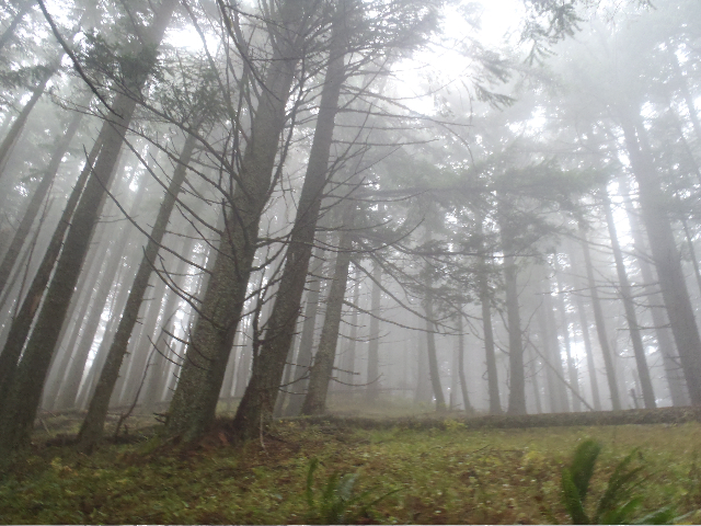 Surreal misty time. Heading down Nick Eaten Ridge trail, 447