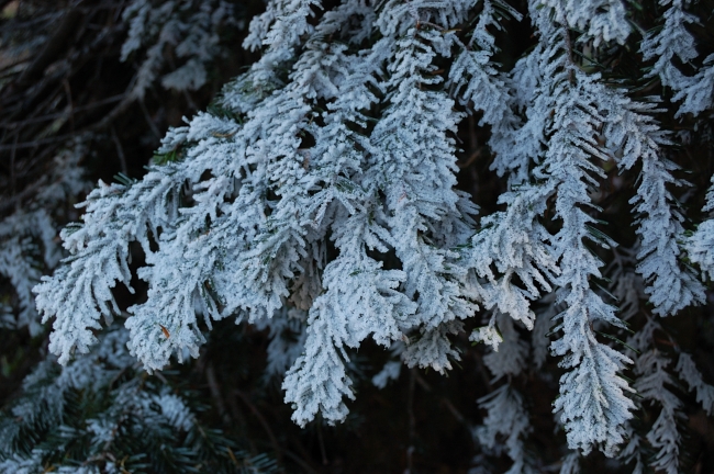 First rime on the trees