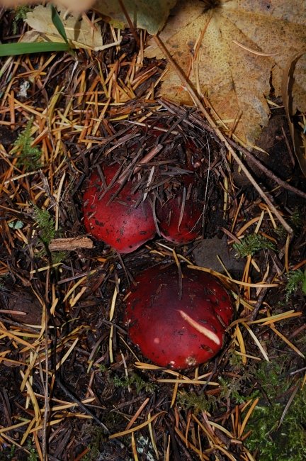Lots of mushrooms today