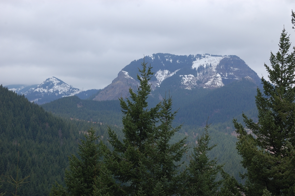 overgrowing viewpoint towards Table Mtn