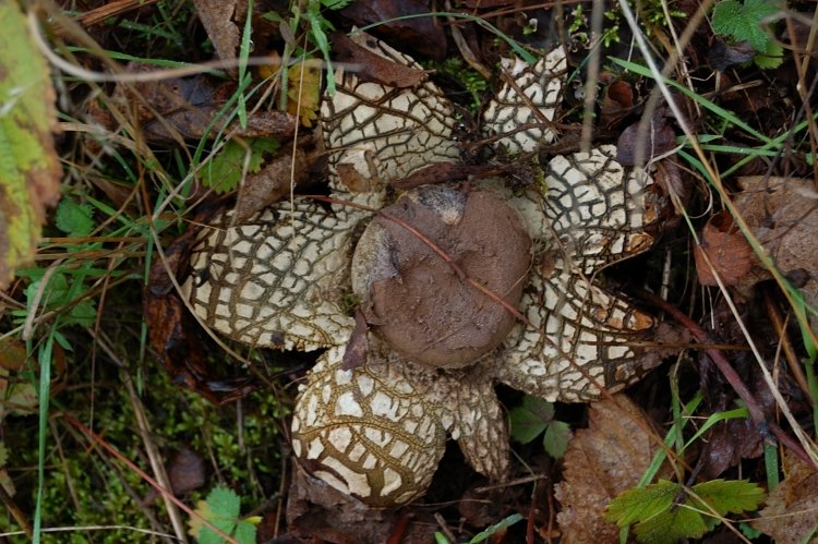Strange mushroom