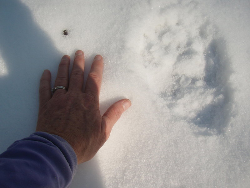 bear track