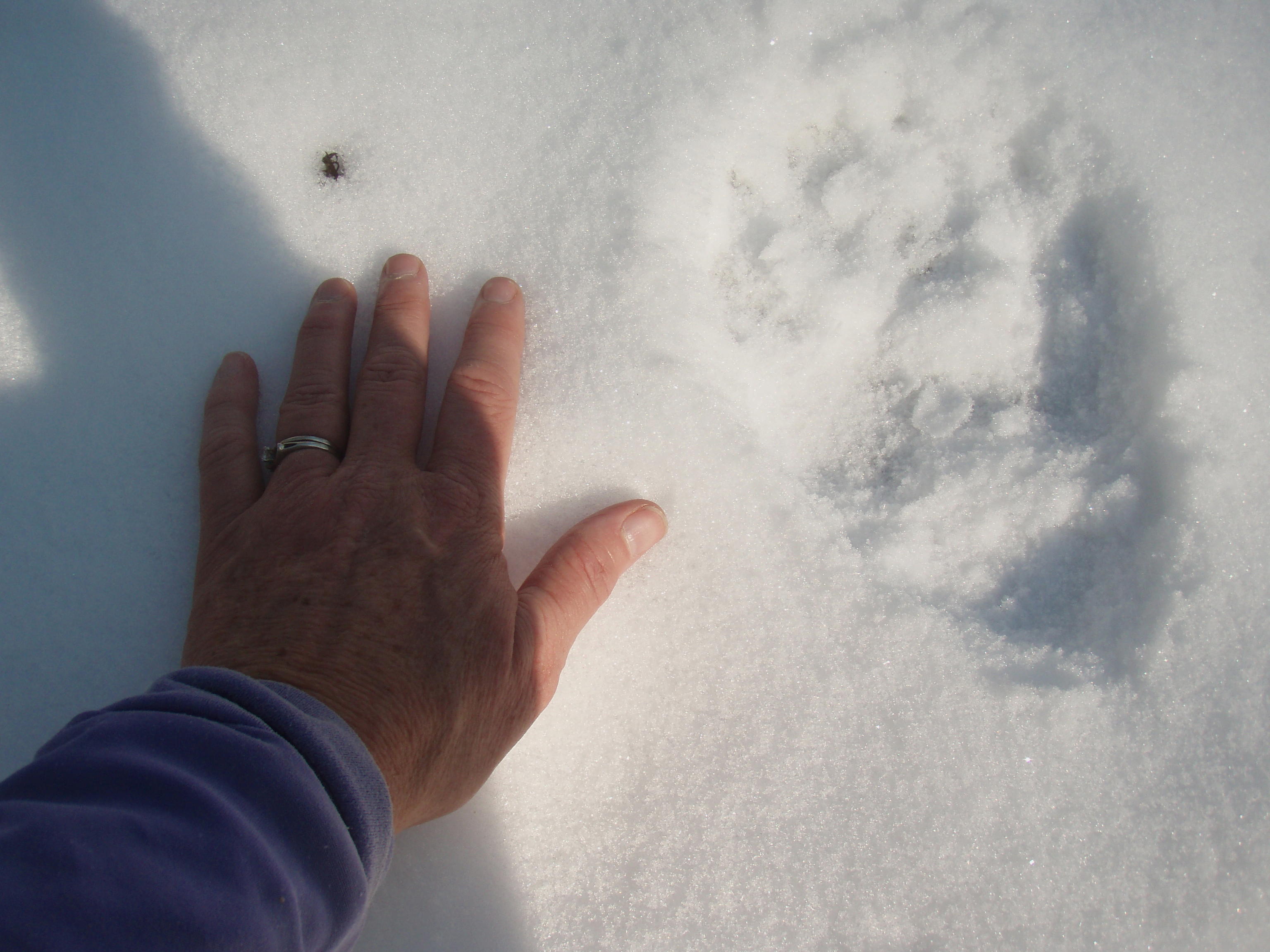 bear track