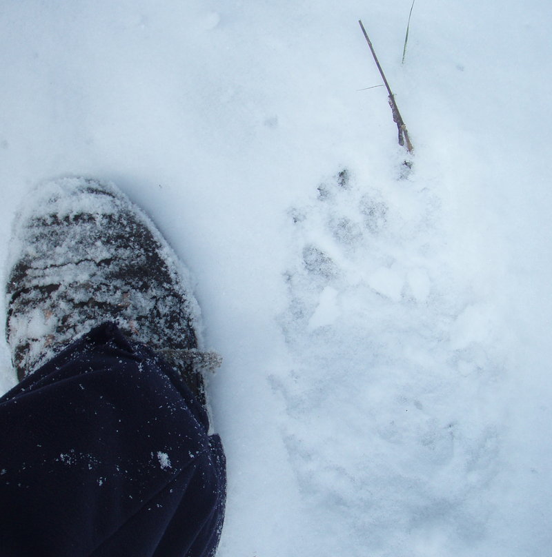bear toes