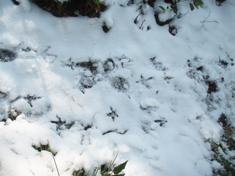 turkey and coyote?