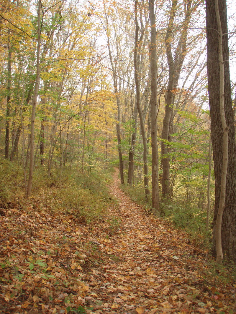 forest path