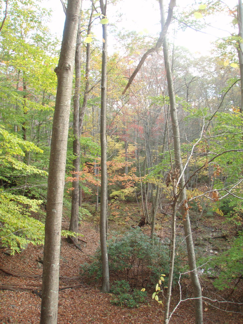 ravine