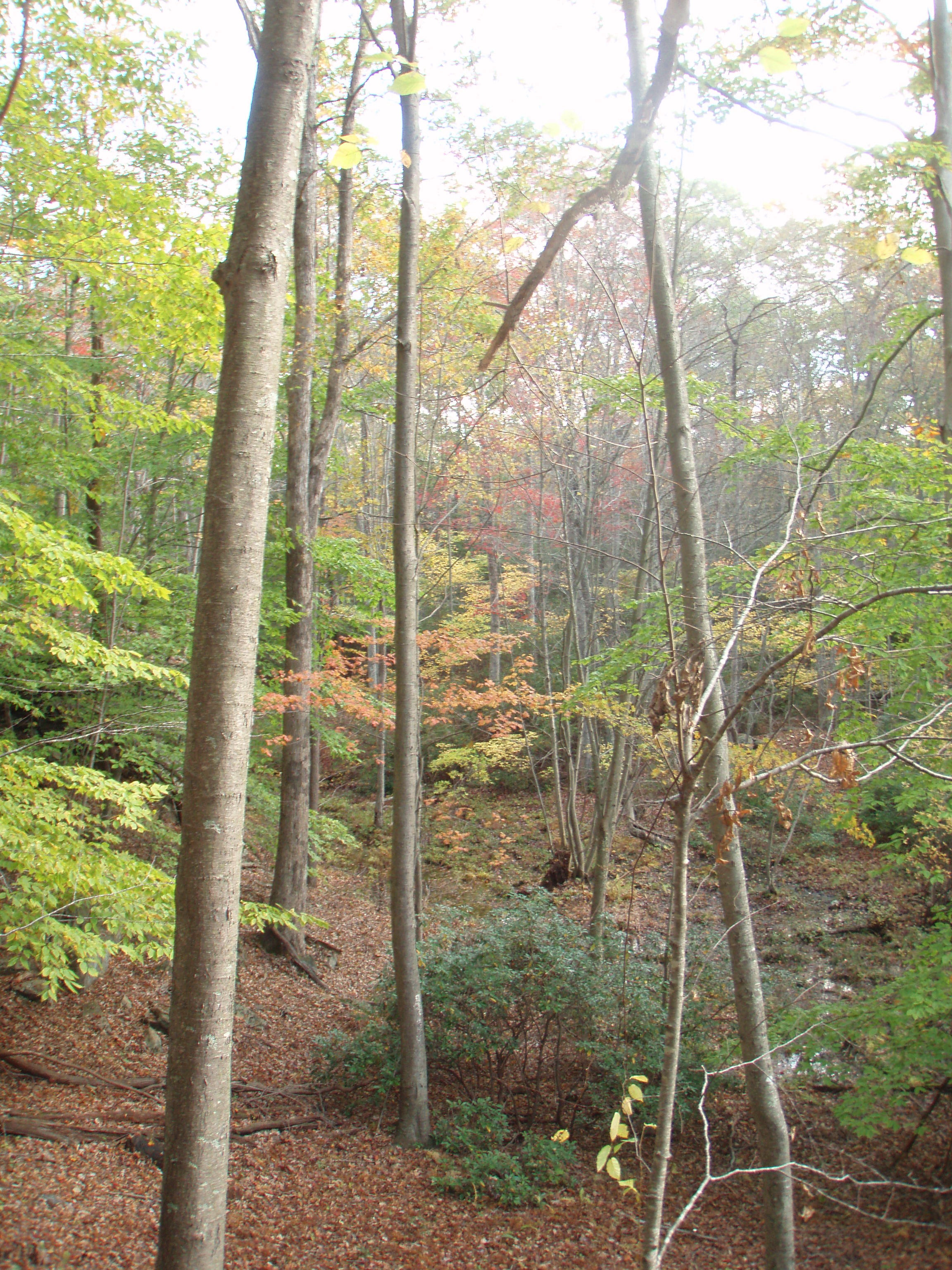ravine