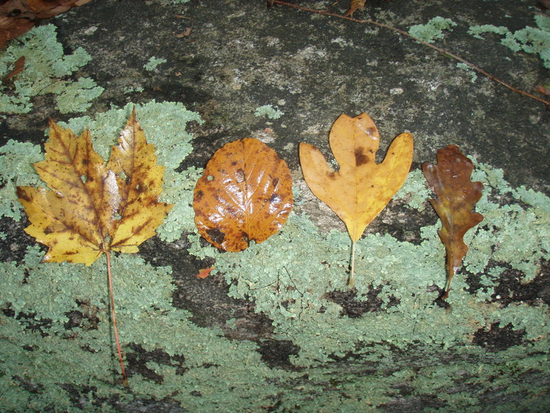 leaf array