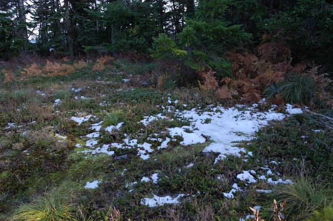 Snow on the top