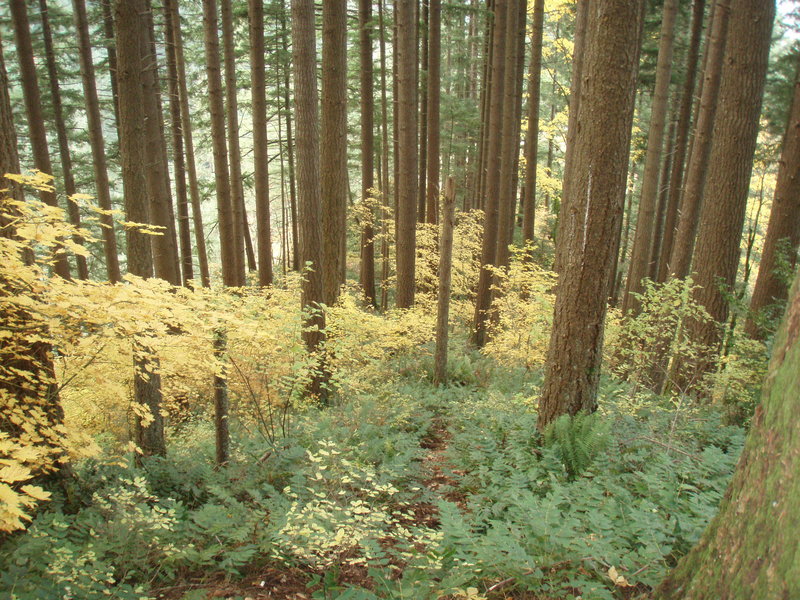 Fall color