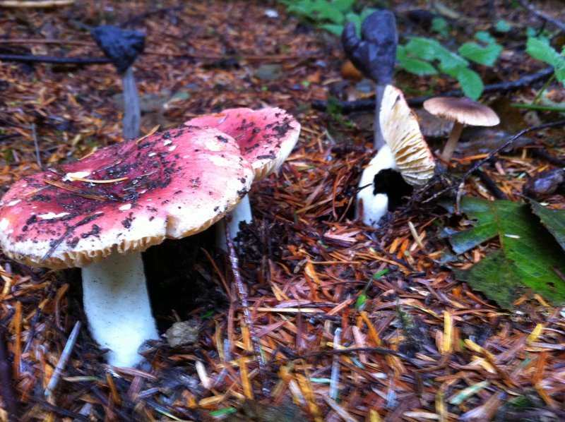 crashing the parking lot fungi party