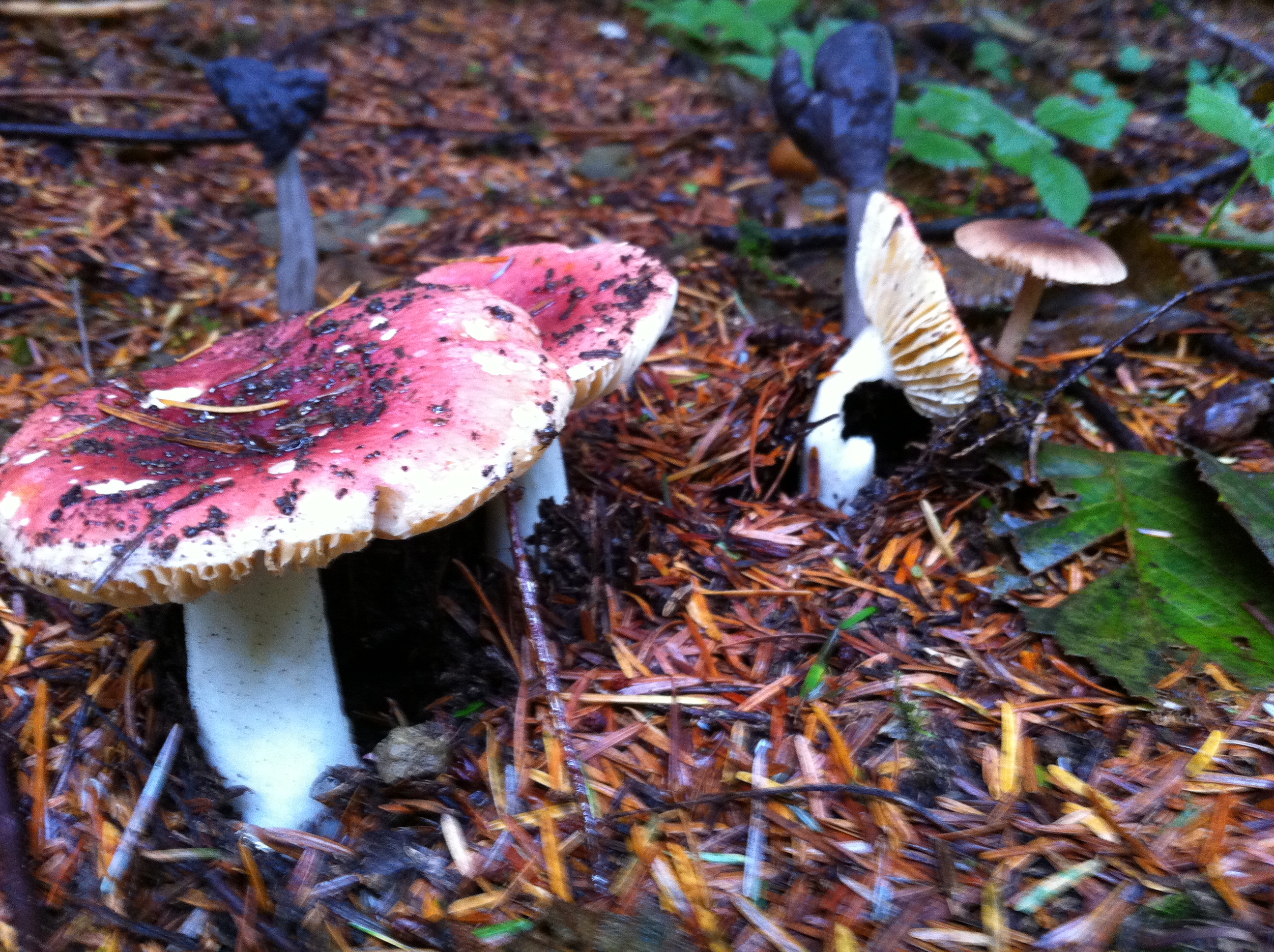 crashing the parking lot fungi party