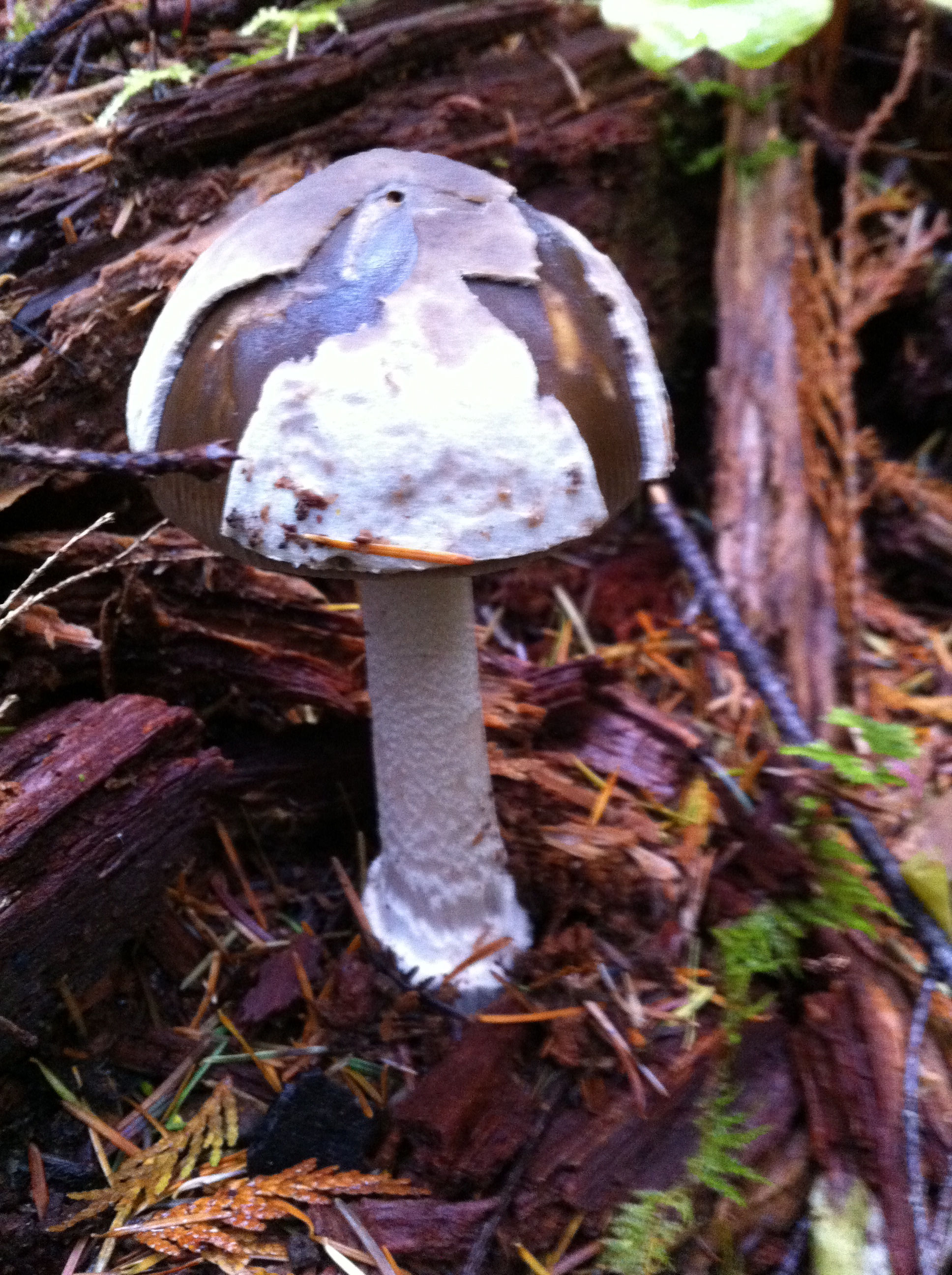 crackle-shroom