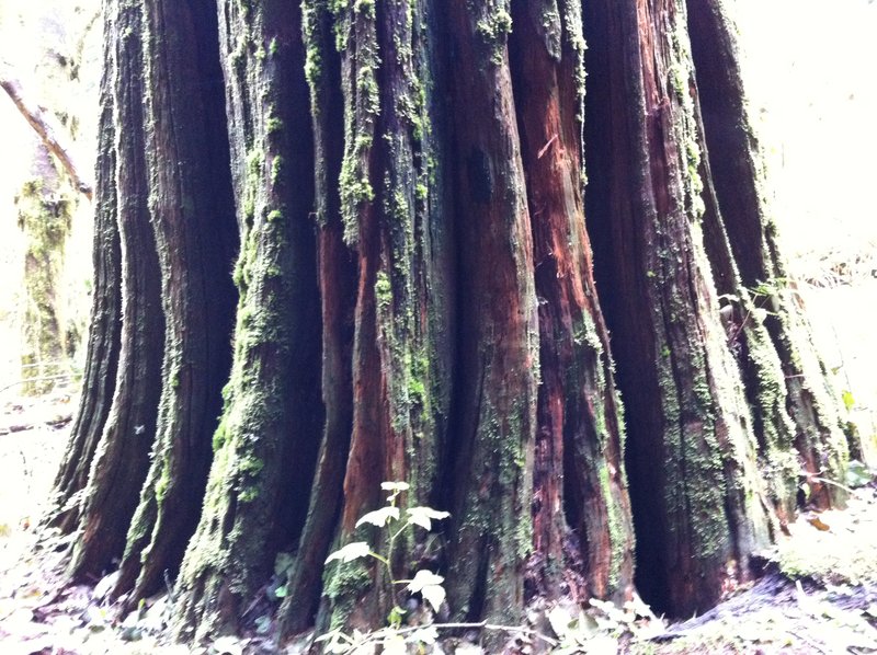 big ass trees