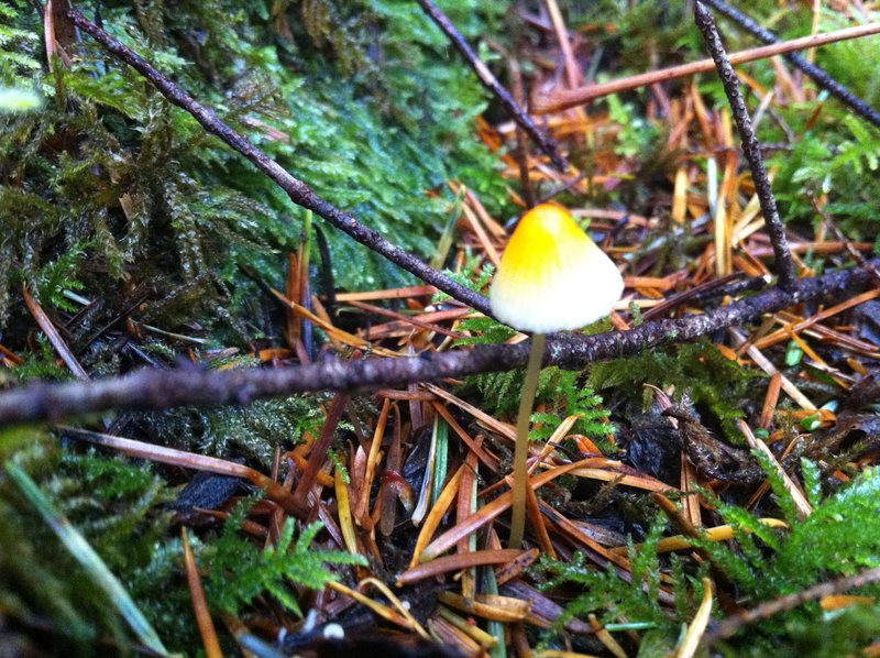 candy corn shroom