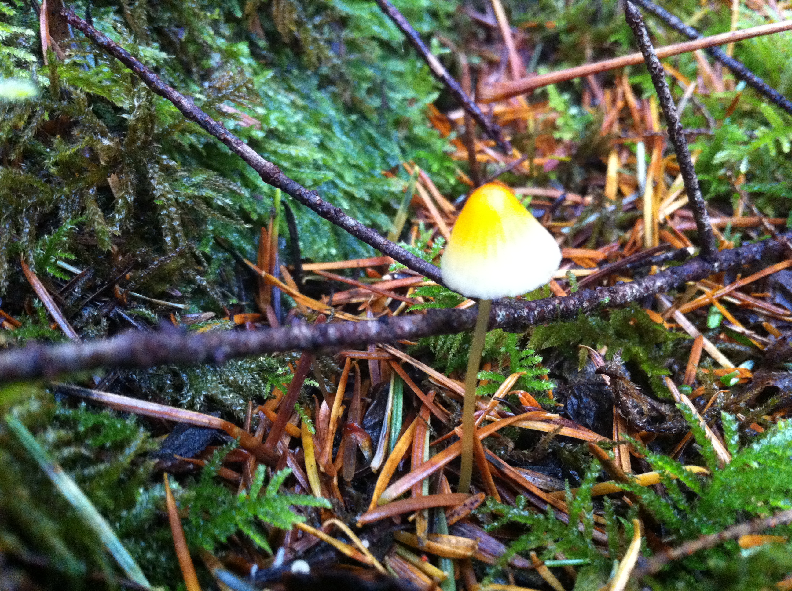 candy corn shroom
