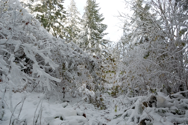 Brush on the west side trail. The hiking was much better on the east side of Hardy Ridge