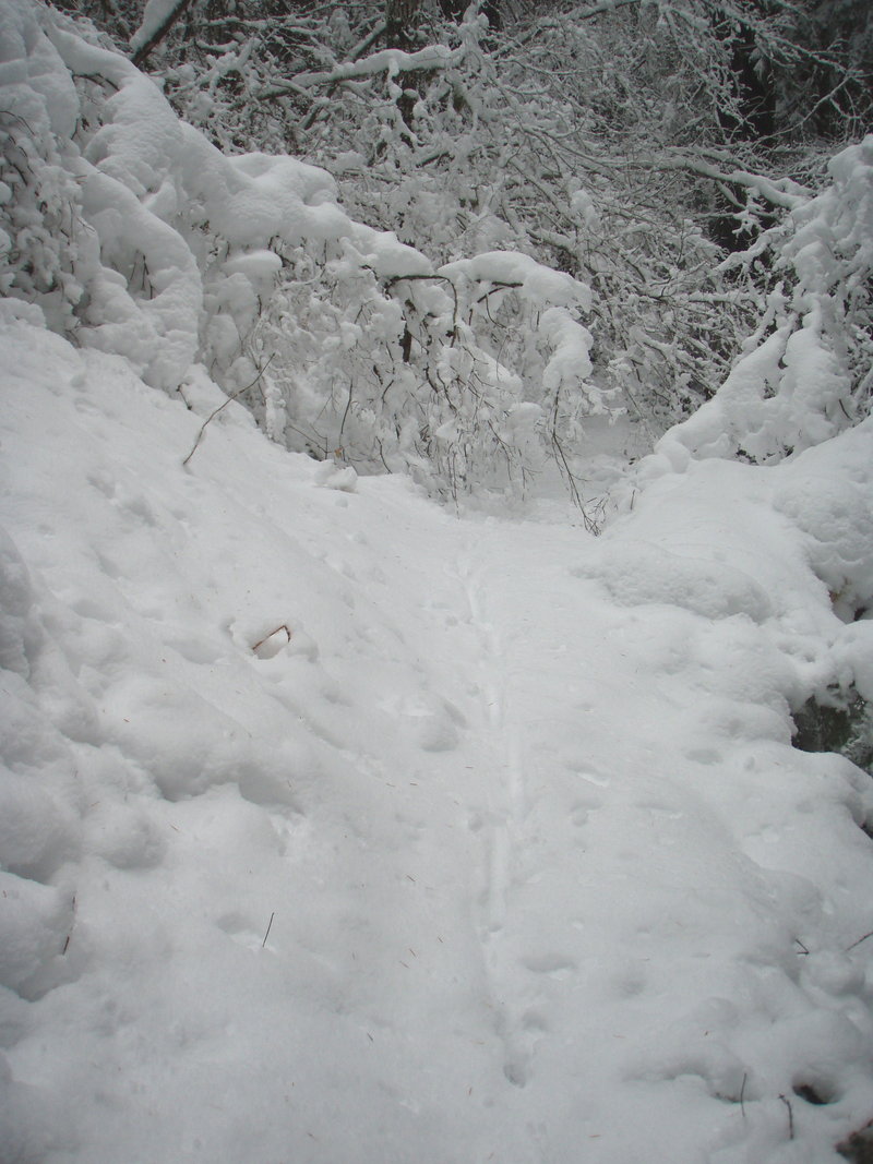 Coyote truckin through fresh snow